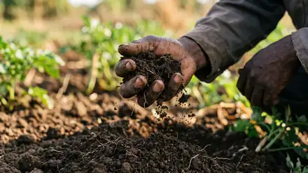 Growing cucumbers in Zimbabwe: open field and tunnel